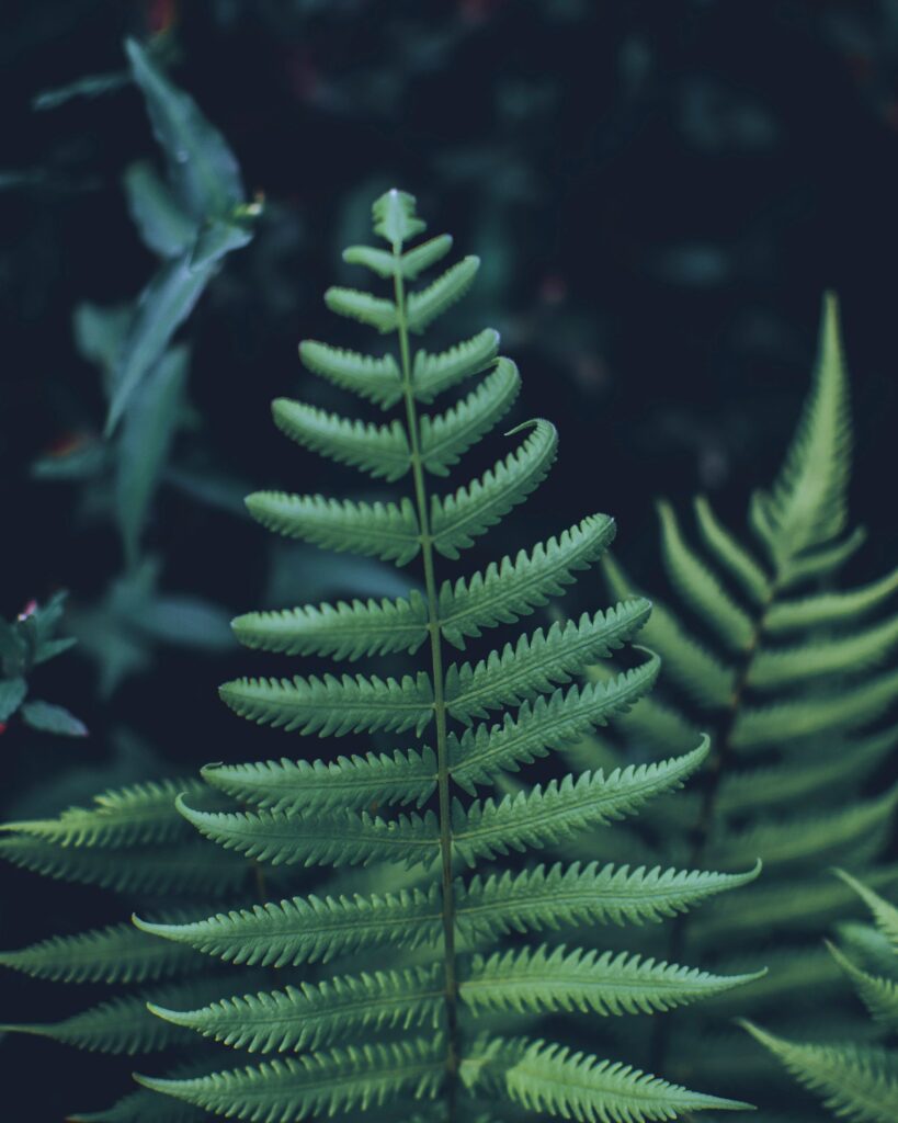 Intricate Green Fern Leaf Close-Up for Dark Wallpaper Background