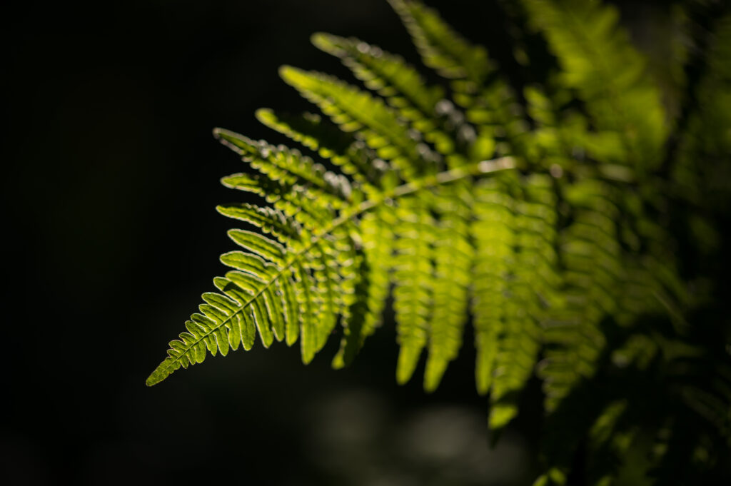 Stunning Macro Fern Leaf Wallpaper: Vibrant Green Details