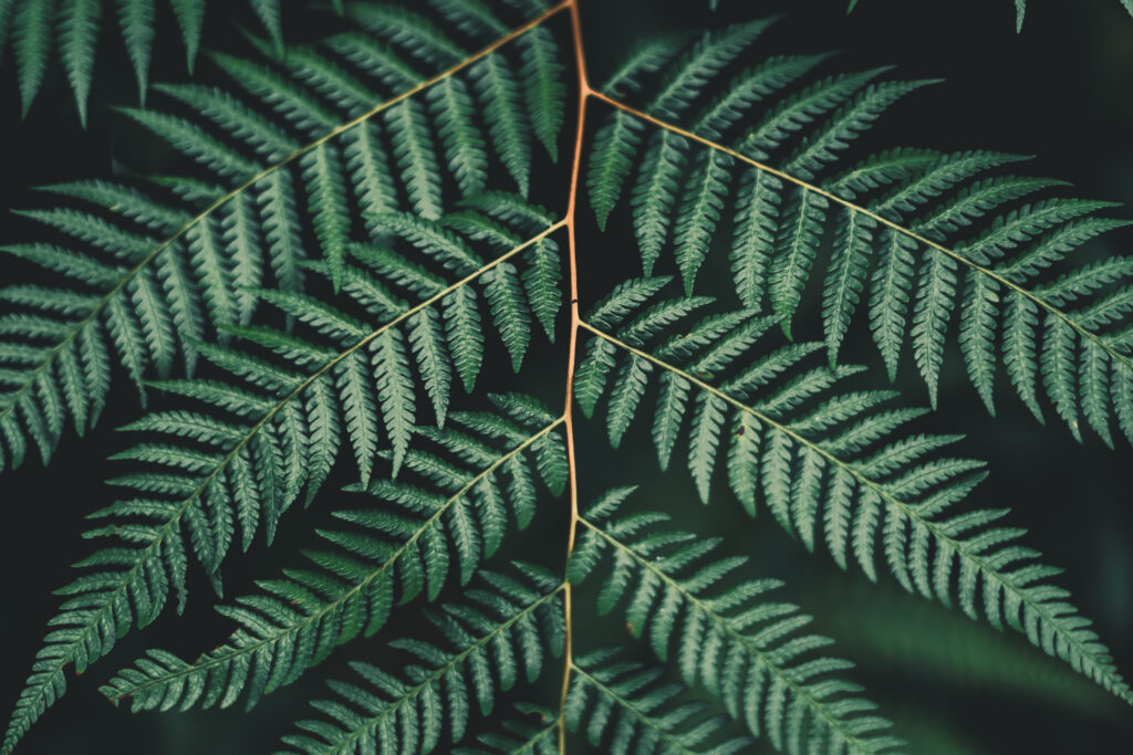 Intricate Green Fern Leaf Wallpaper: Nature’s Serene Background