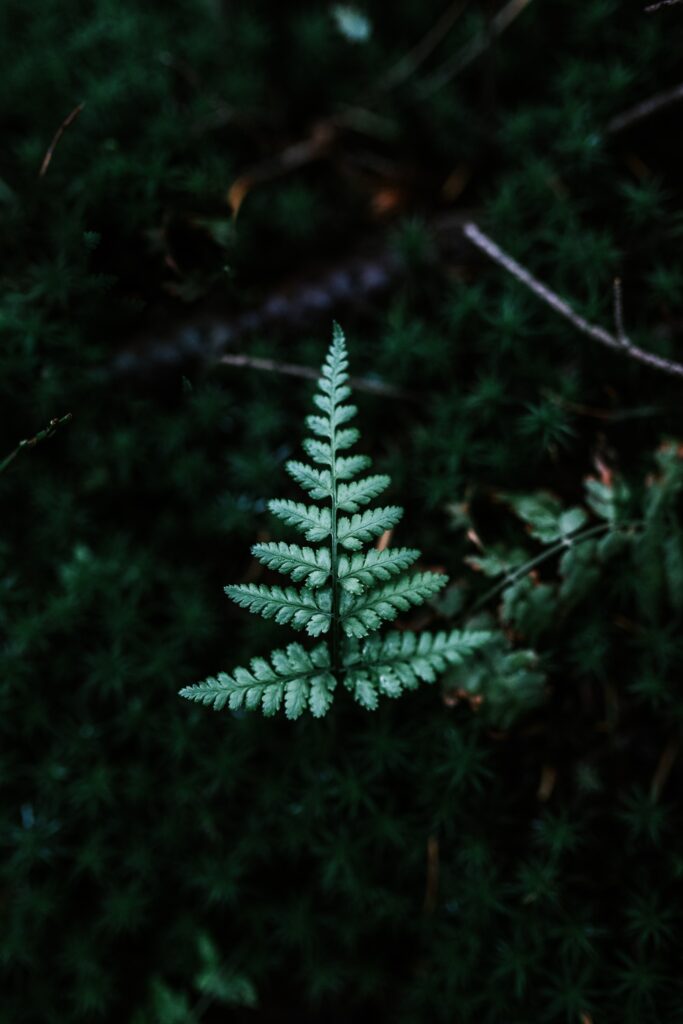 Intricate Green Fern Leaf Wallpaper on Dark Background