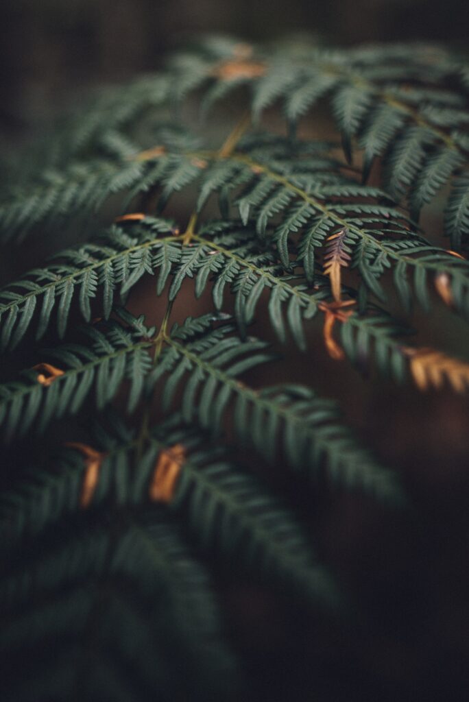 Macro Shot of Intricate Green Fern Leaves - Natural Wallpaper Background