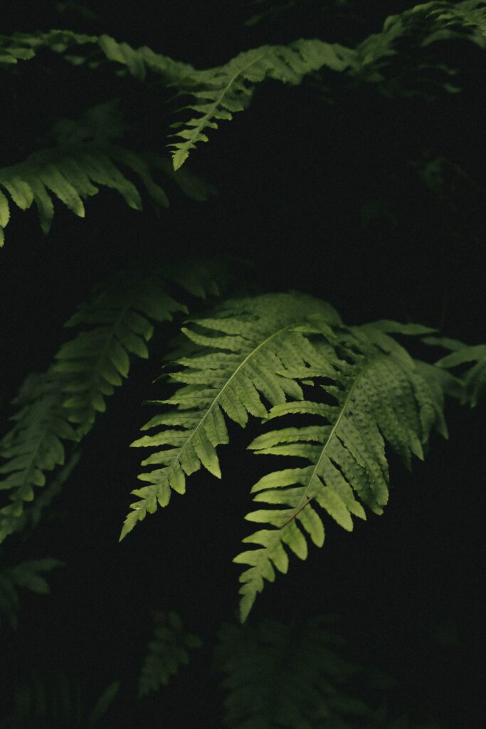 Macro Shot of Lush Green Fern Leaves - Textured Wallpaper Background