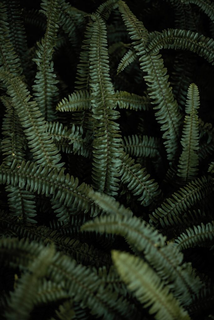 Intricate Green Fern Leaves Macro - Stunning Wallpaper Background