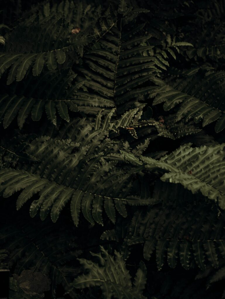 Intricate Green Fern Wallpaper: Stunning Nature Background Closeup