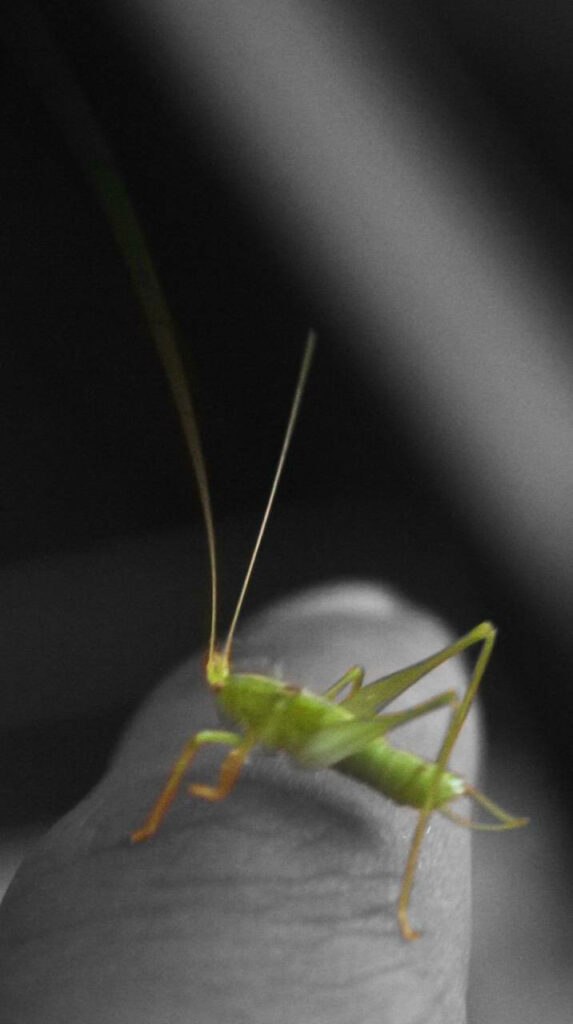 Close-Up of Vibrant Green Grasshopper on Finger - Intricate Beauty Wallpaper