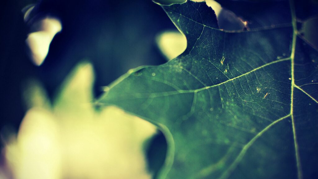 Intricate Green Leaf Close-Up Wallpaper: Textured Veins & Carved Shape