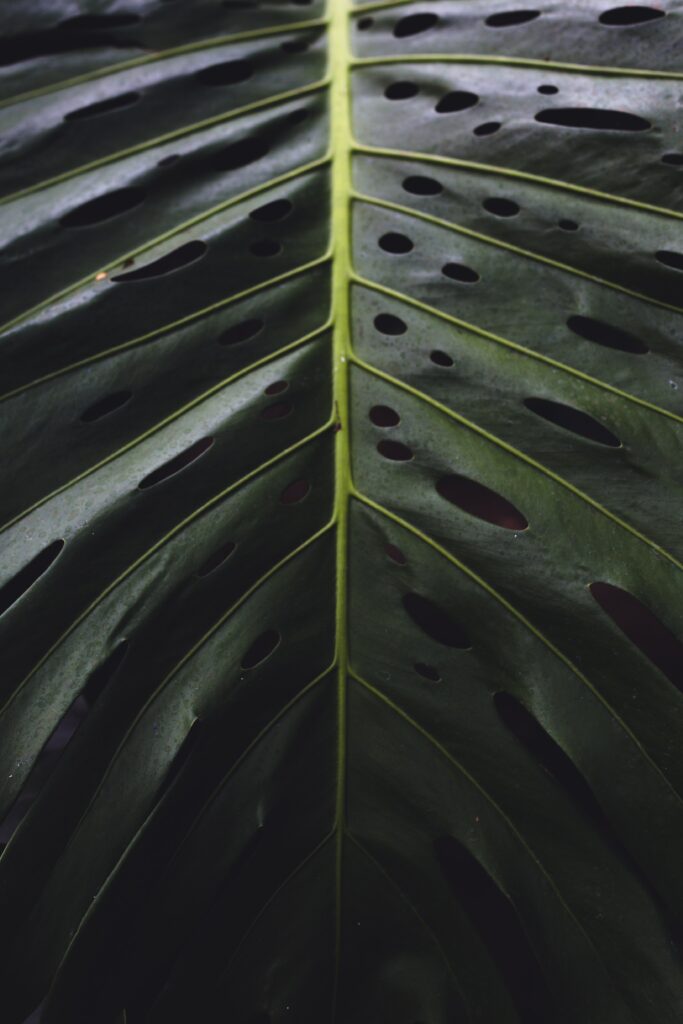 Vibrant Green Leaf Close-Up: Detailed Textures & Patterns Wallpaper