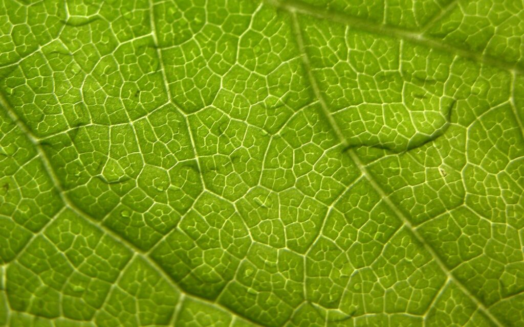 Intricate Green Leaf Close-Up: Vibrant Texture Wallpaper Background