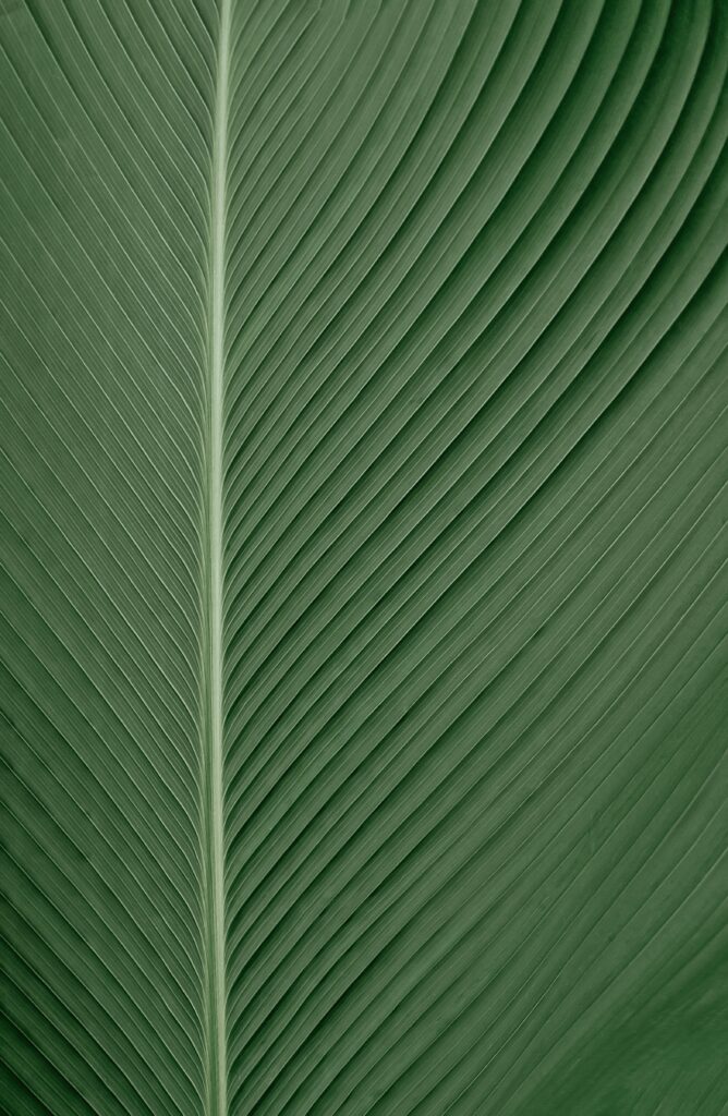 Intricate Green Leaf Macro | Detailed Texture Wallpaper Background