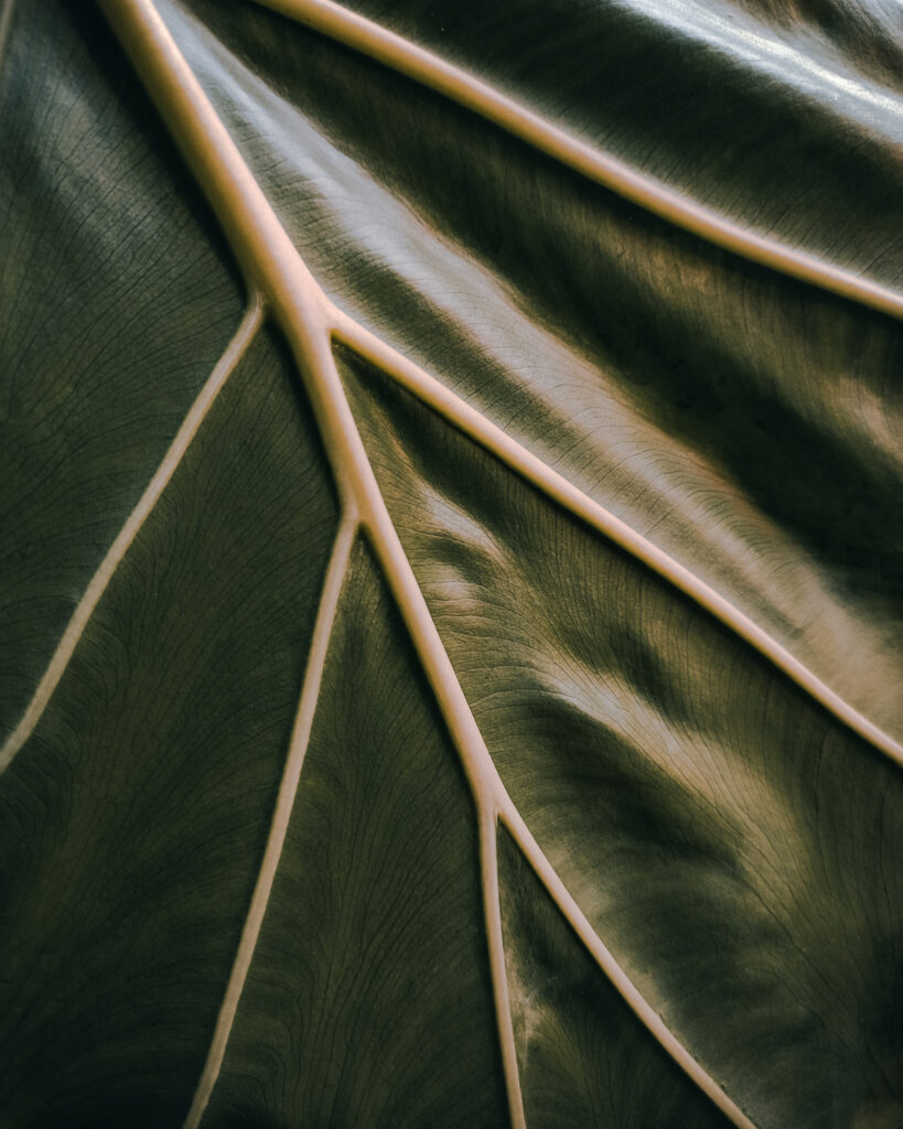 Macro Shot of Intricate Green Leaf Veins - Textured Wallpaper Background