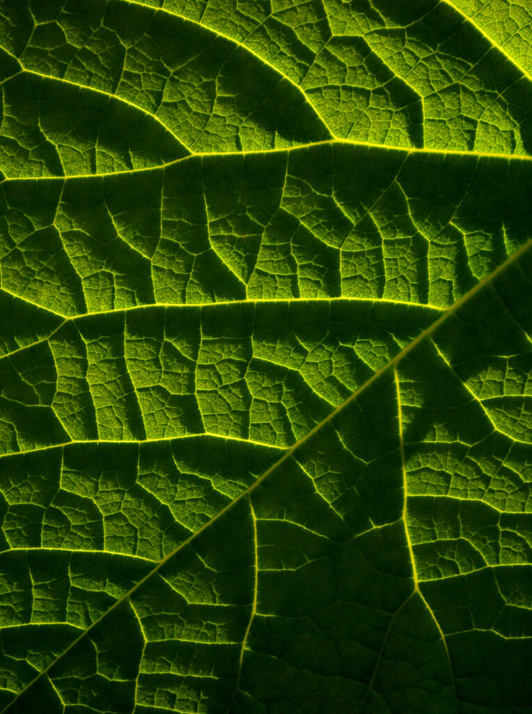 Macro Green Leaf Wallpaper: Intricate Veins & Textured Detail