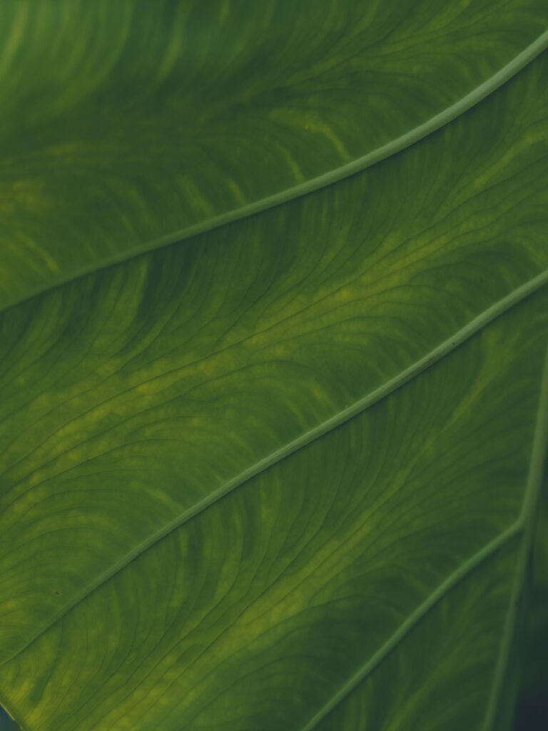 Detailed Green Leaf Wallpaper: Intricate Veins in Macro Perspective