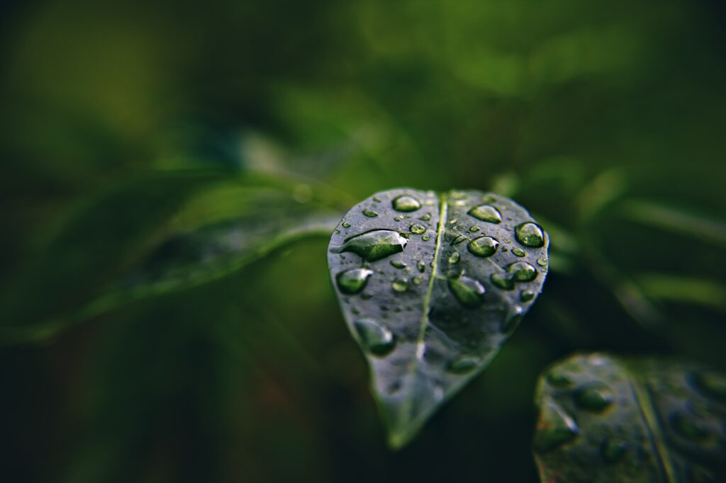Vibrant Green Leaf Macro with Water Droplets - Wallpaper Background
