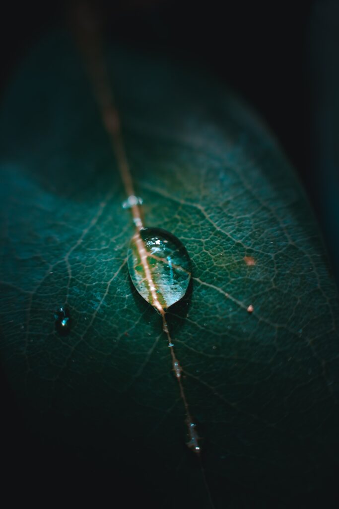 Macro Green Leaf Wallpaper: Intricate Veins & Dewy Details