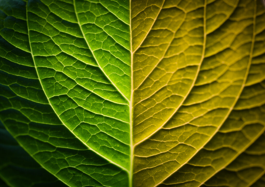 Macro Wallpaper: Intricate Green Leaf Veins Gradient - Nature Background