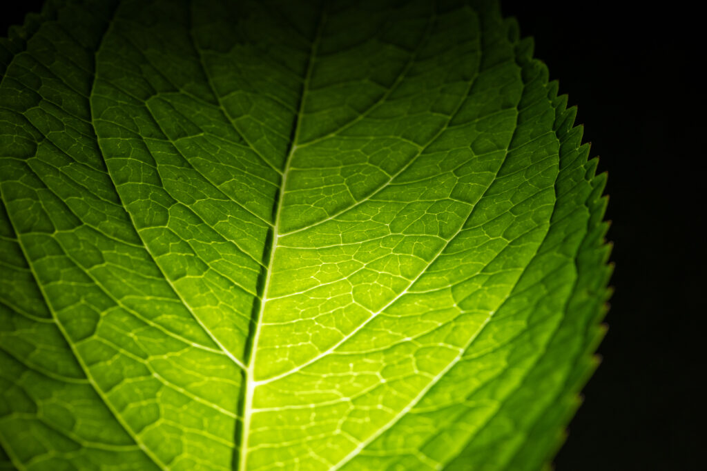 Intricate Green Leaf Veins: Vibrant Wallpaper Background Close-Up