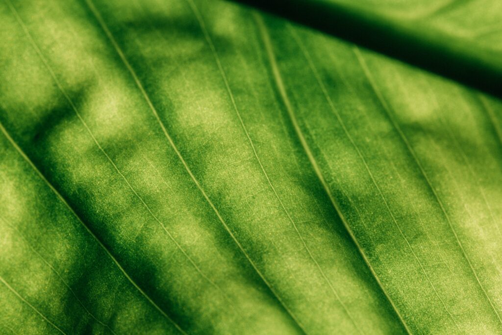 Macro Green Leaf Wallpaper: Intricate Texture & Veins Background