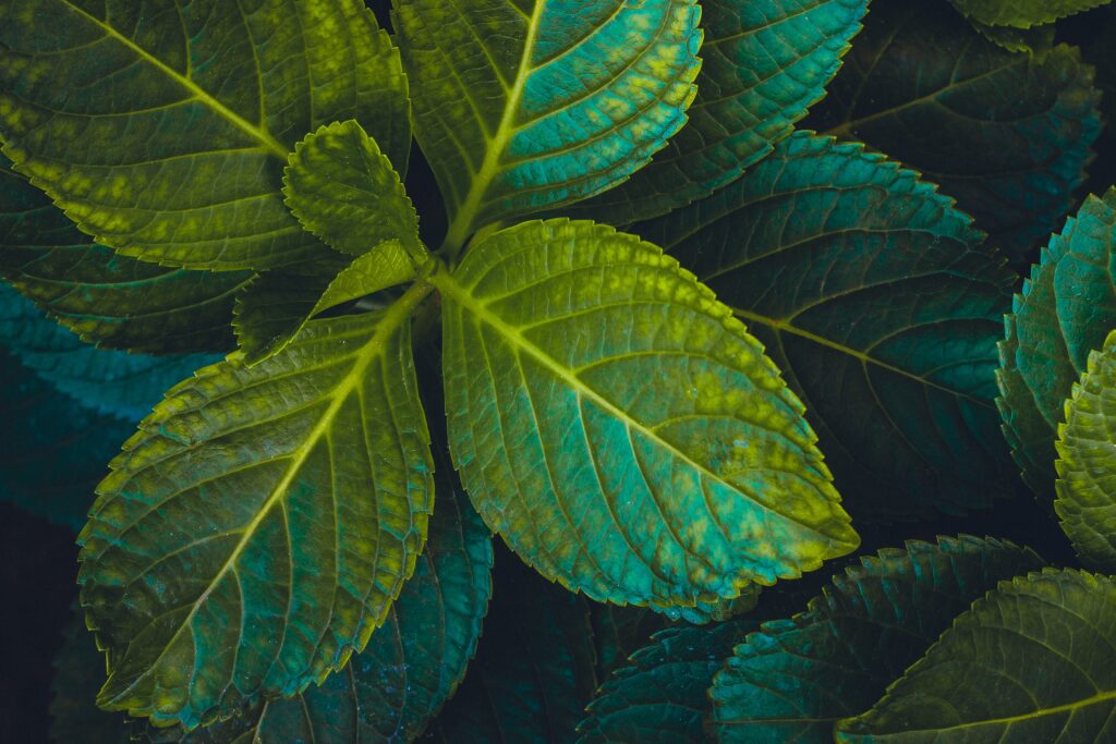 Intricate green leaves with deep veins and carved texture wallpaper background for nature lovers