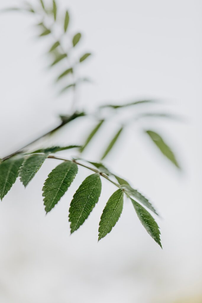 Intricate Green Leaves & Stem: Minimalist Nature Wallpaper