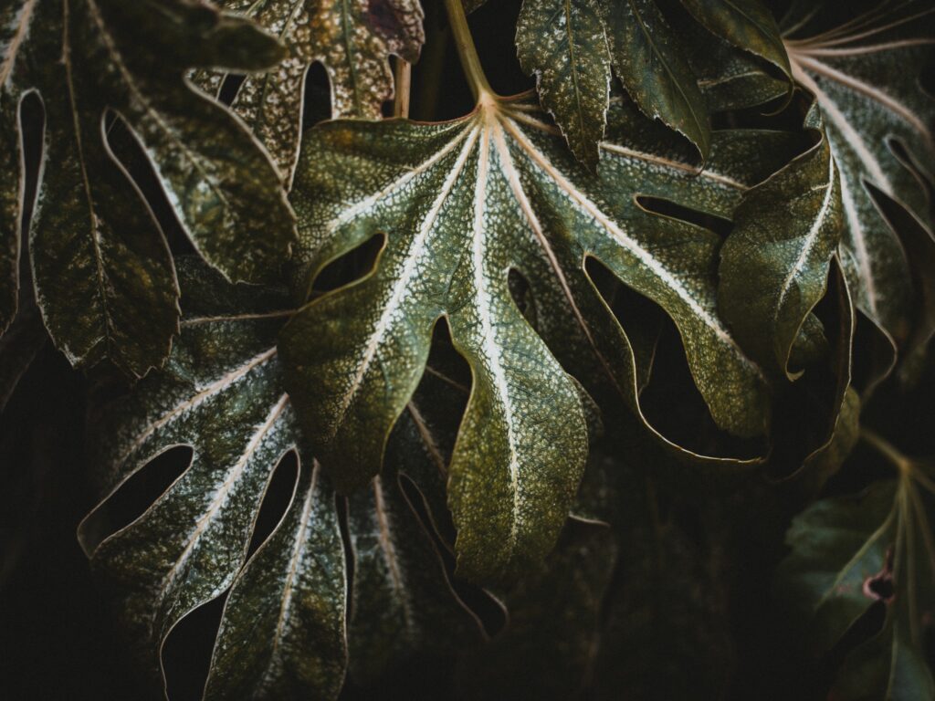 Macro Shot of Intricately Carved Green Leaves - Nature Wallpaper