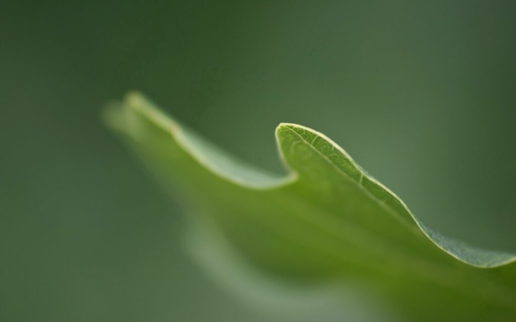 Close-Up Green Leaves Wallpaper: Textured Nature Background