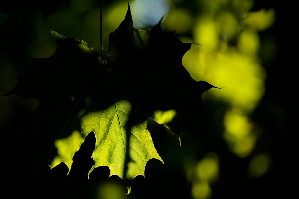 Intricate Green Maple Leaf Close-Up: Serene Wallpaper Background