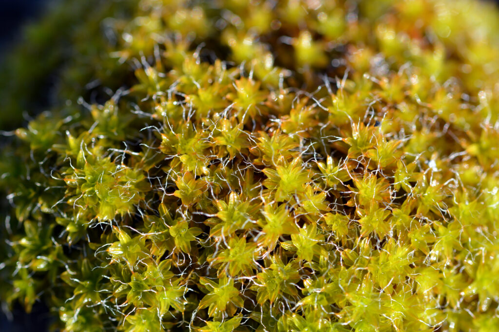 Intricate Green Moss Close-Up: Nature's Textures Wallpaper Background