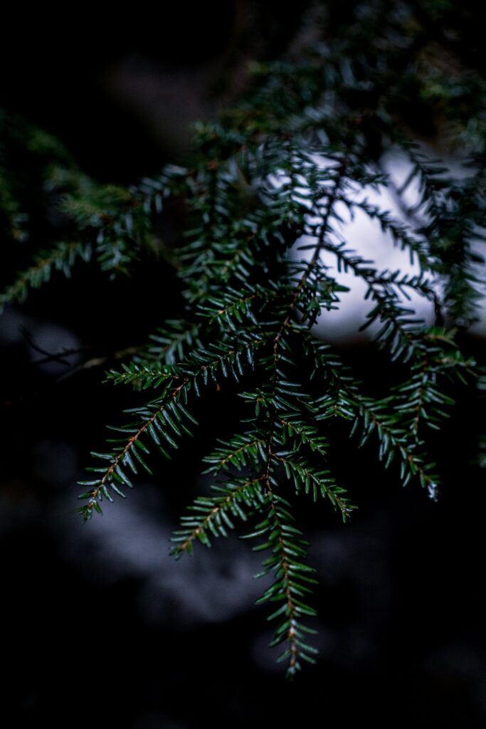 Intricate Green Needle Wallpaper on Dark Background - Nature Close-Up