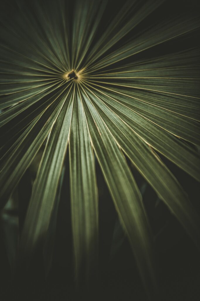 Macro Close-Up of Intricate Green Palm Leaf on Dark Wallpaper Background