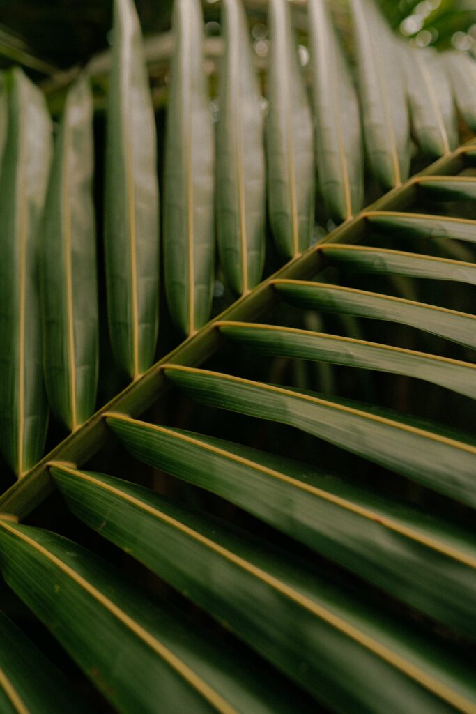 Macro Close-Up of Green Palm Leaf Veins - Textured Wallpaper Background