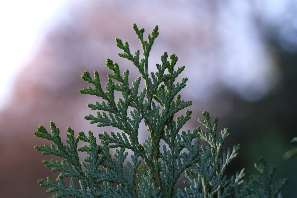 Intricate Green Plant Branches: Blurred Background Wallpaper