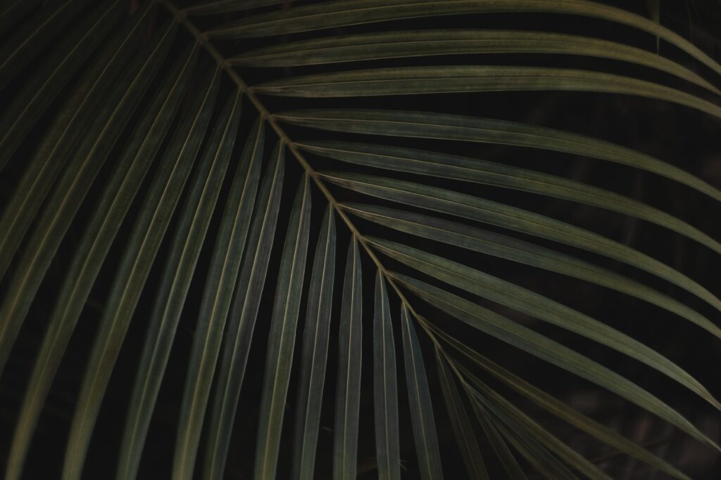 Close-up of green plant leaf with carved linear patterns on dark moody botanical wallpaper background