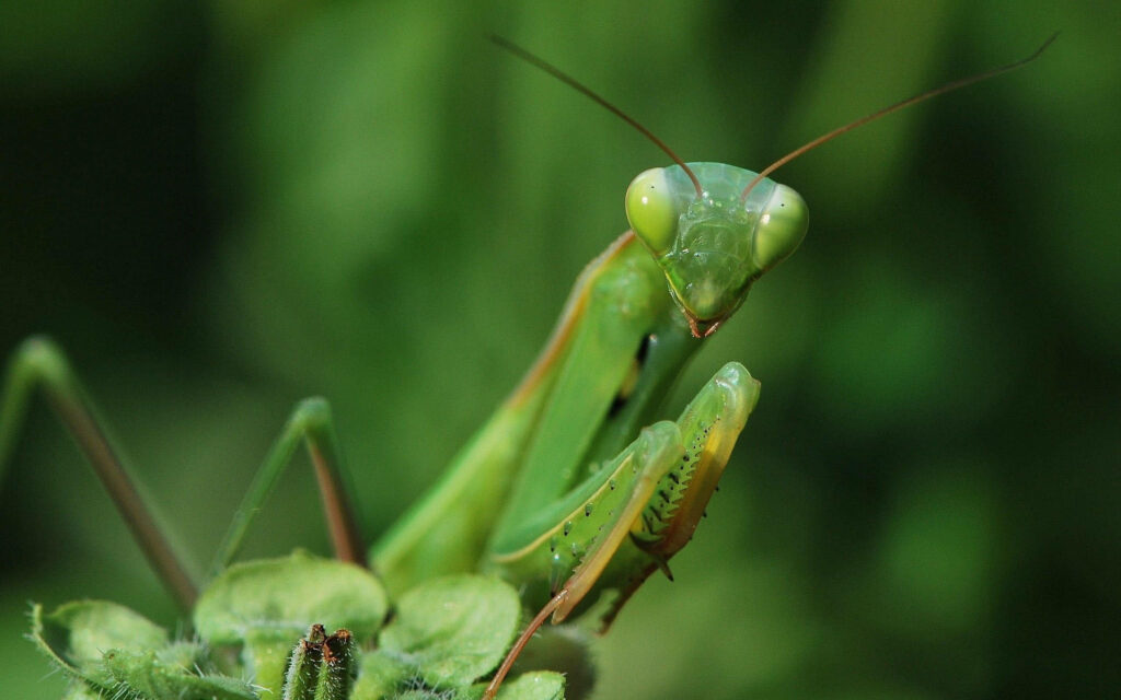 Close-Up of Big-Eyed Praying Mantis: Intricate Green Details Wallpaper