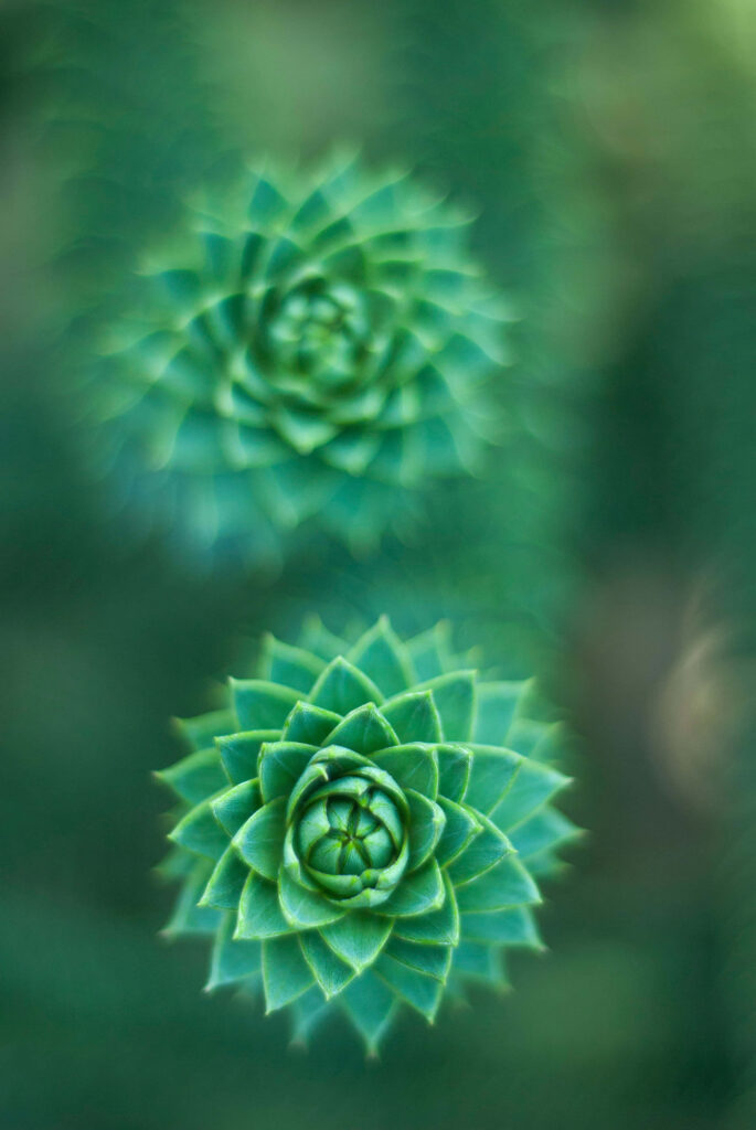 Close-Up of Succulent Plants: Intricate Green Patterns & Blurred Background Wallpaper