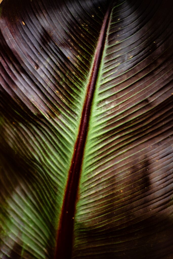 Macro Leaf Close-Up: Intricate Stripes in Rich Green & Brown Wallpaper