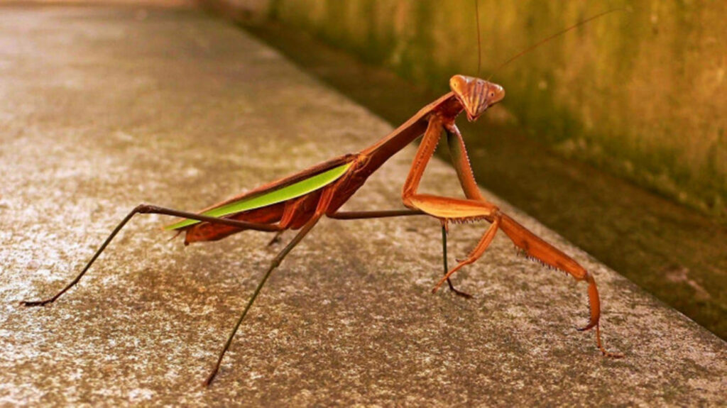 Close-Up Green & Brown Praying Mantis Wallpaper with Intricate Details