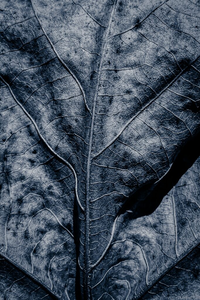 Intricate Grey Leaf Macro: Textured Veins for Stunning Wallpaper