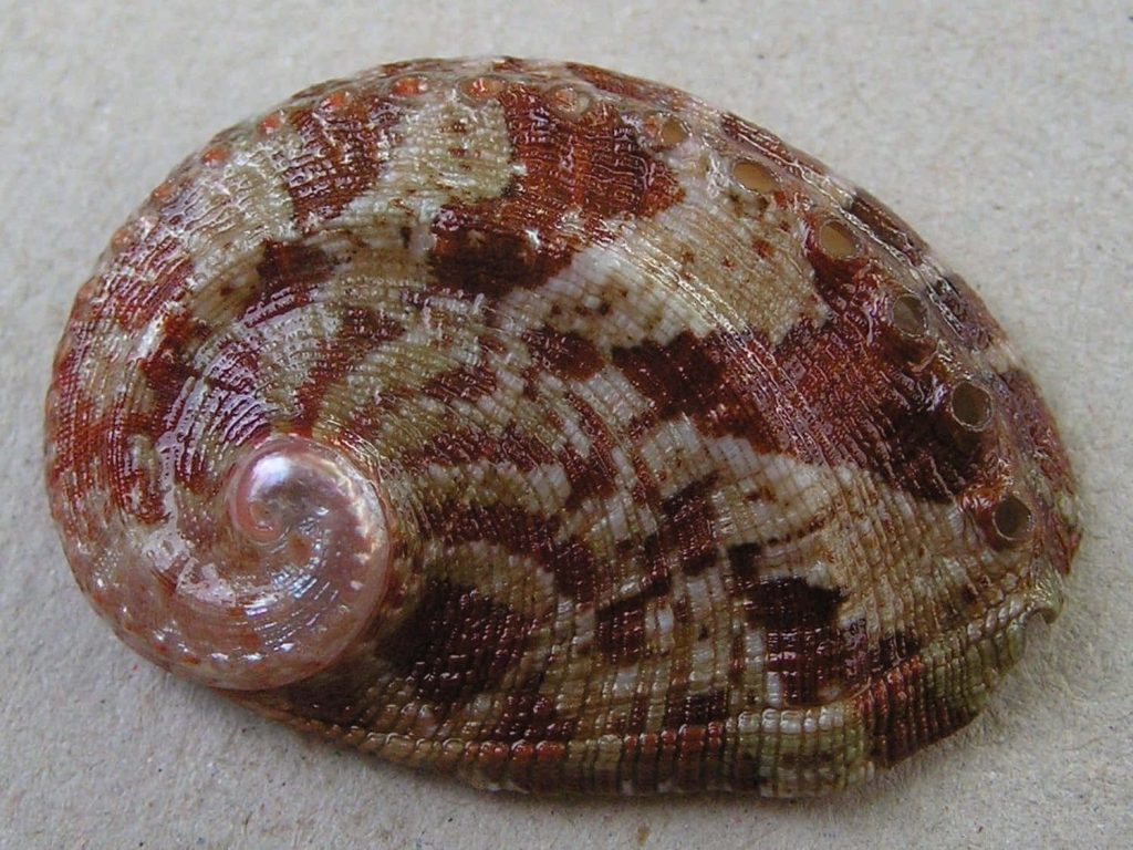 Close-up macro of Haliotis abalone shell spiral with respiratory holes and mottled brown texture Wallpaper