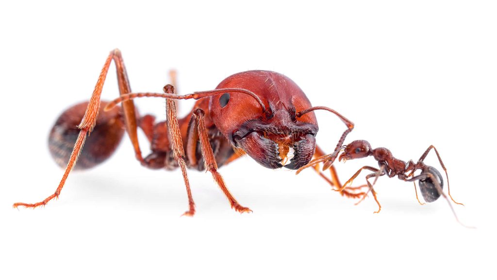 Macro image of large harvester ant interacting with smaller ant on white background wallpaper