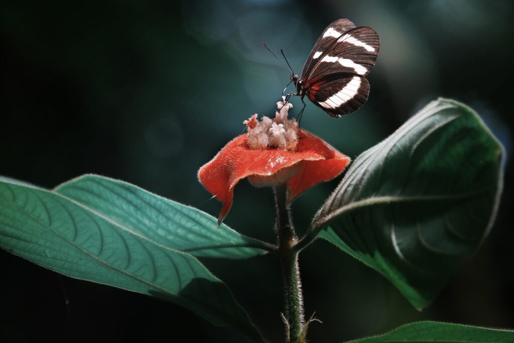 Heliconius Butterfly Close-Up: Vibrant Red Flower Wallpaper