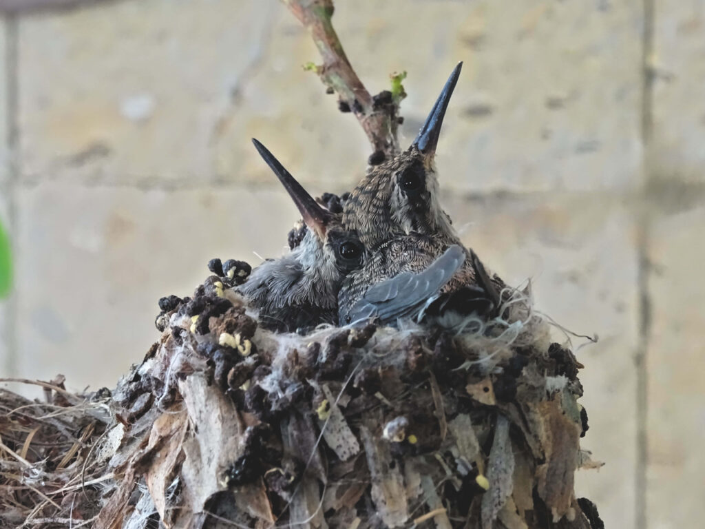 Intricate Hummingbird Nest with Chicks in Lush Leafy Habitat Wallpaper