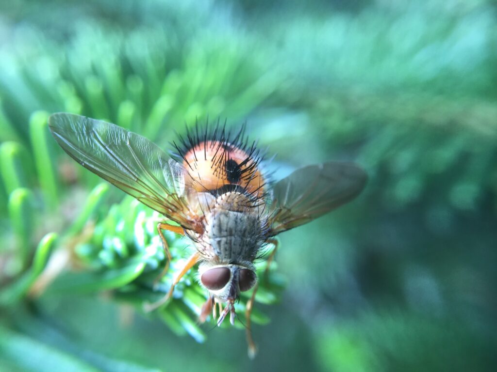 Vibrant Insect Close-Up on Green Plant - Stunning Wallpaper Background