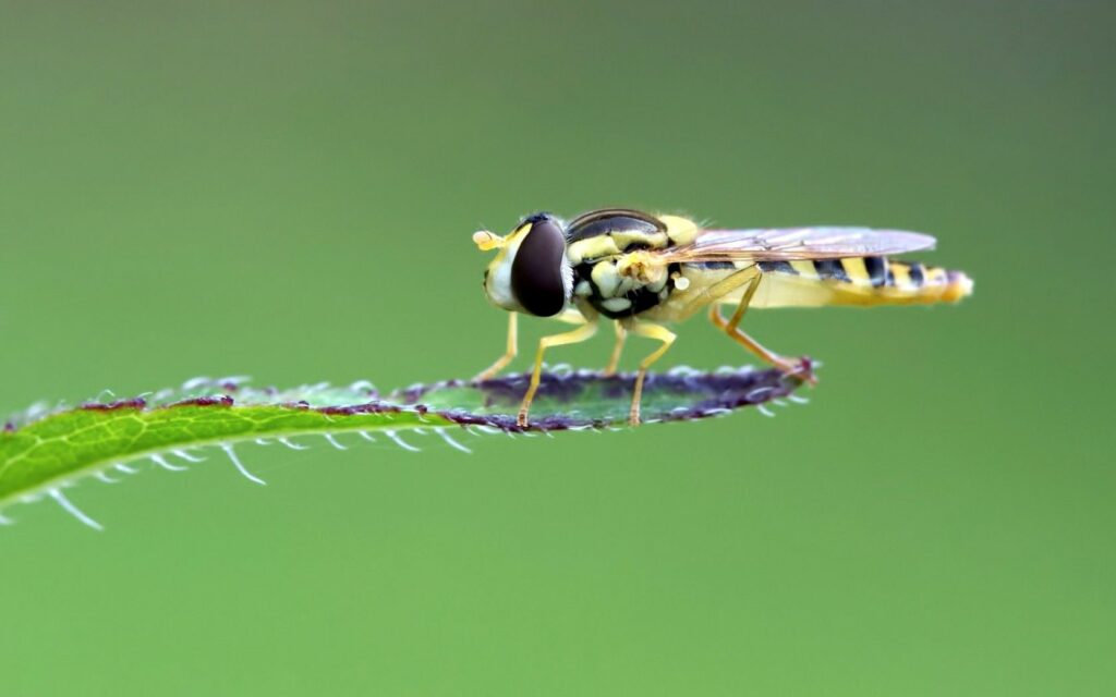 Intricate Insect Macro on Leaf: Stunning Green Wallpaper Background