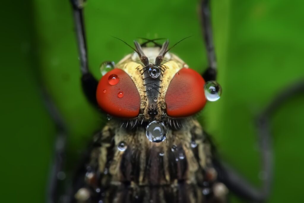 Vibrant Insect Wallpaper: Close-Up with Red Eyes & Water Droplets