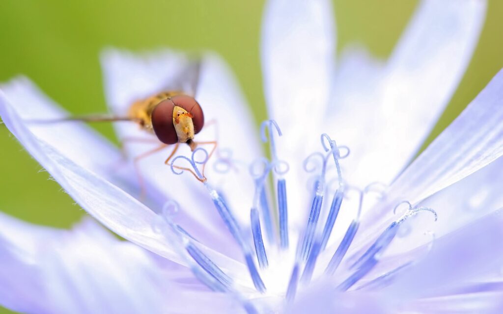 Intricate Insect Pollination on Purple Flower: Close-Up Wallpaper