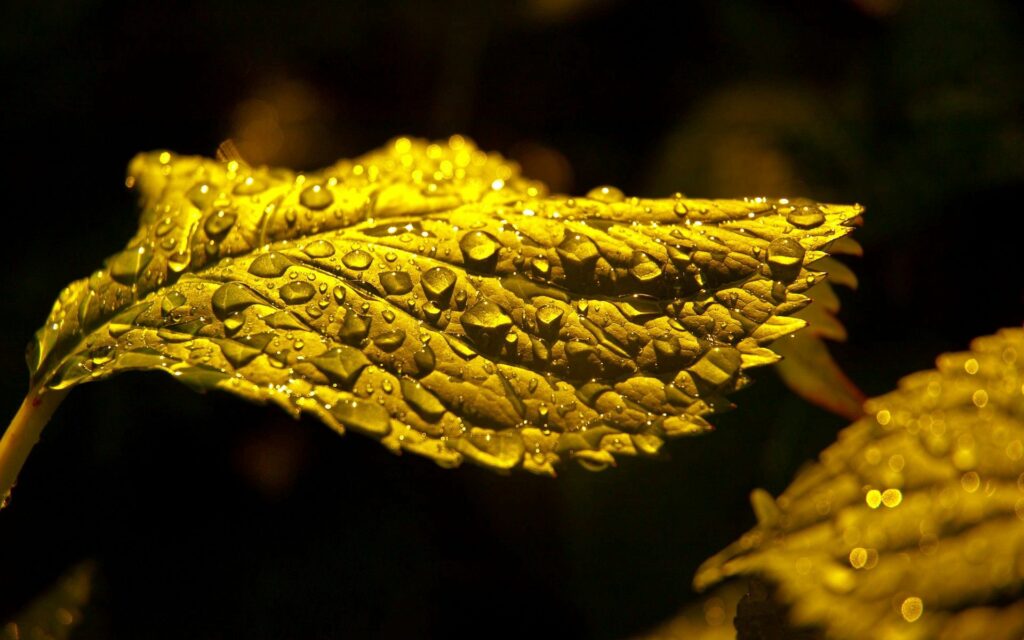Close-Up Leaf with Water Droplets: Intricate Details in Golden Light Wallpaper