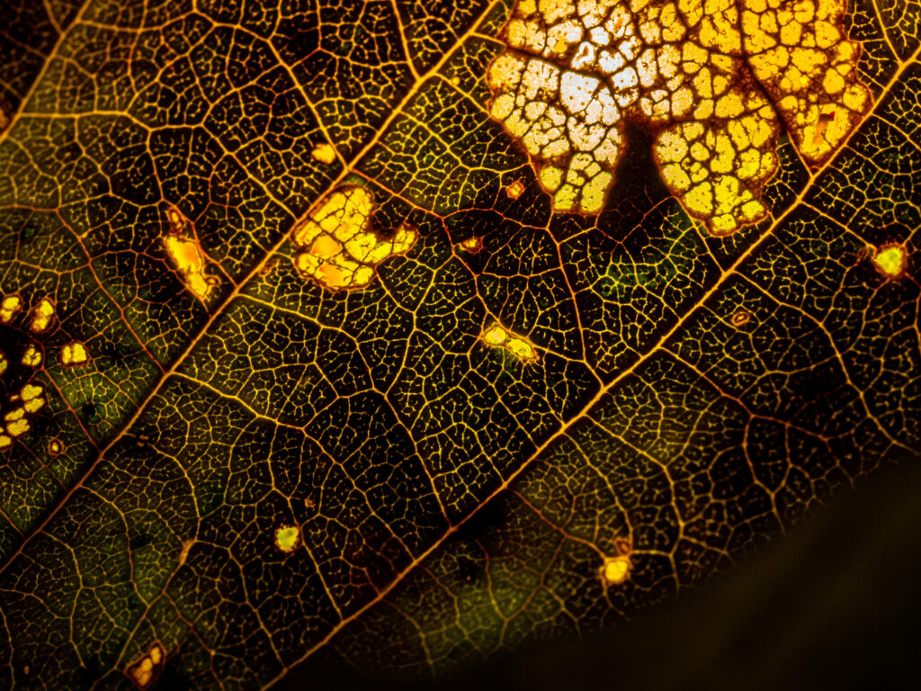 Intricate Leaf Macro Shot: Detailed Veins & Warm Lighting Wallpaper
