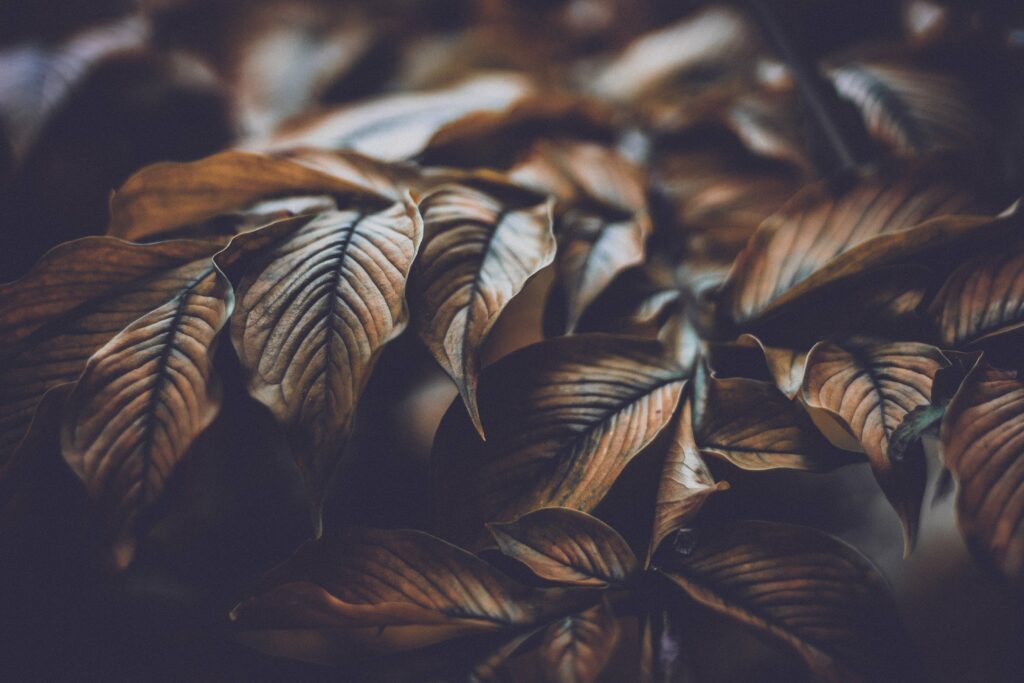 Macro Leaf Wallpaper: Intricate Veins & Textures for Natural Beauty