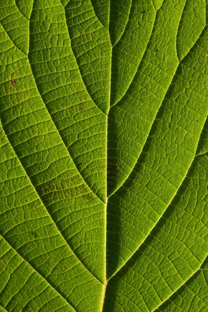 Vibrant Green Leaf Macro: Intricate Veins & Textures Wallpaper