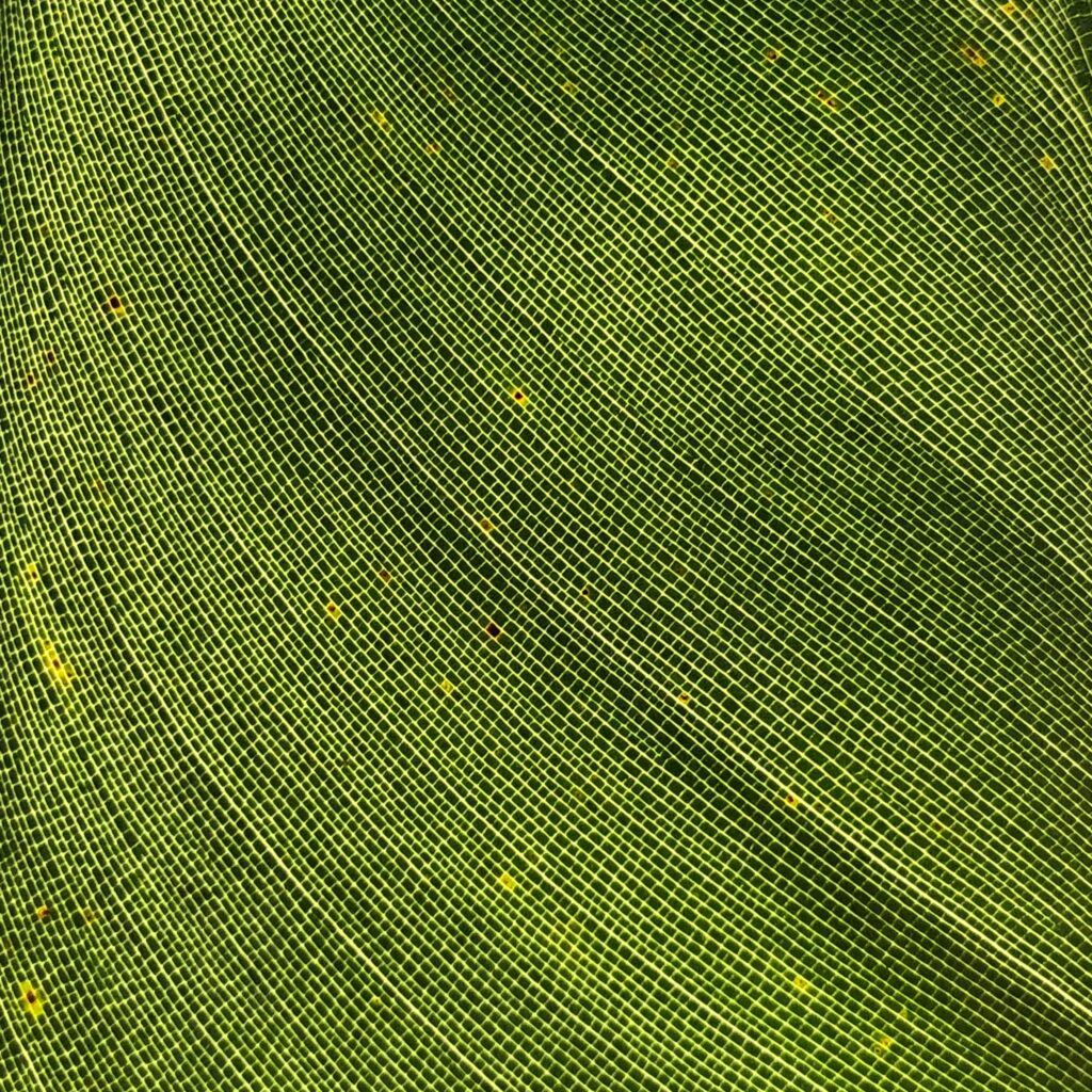 Macro Leaf Wallpaper: Detailed Nature's Intricate Vein Texture Background